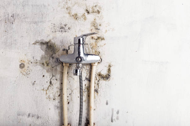 Professional Mold Removal in Louisville, CO