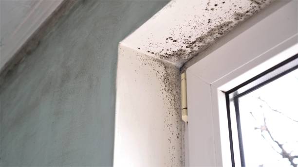 Best Mold Testing and Removal  in Louisville, CO