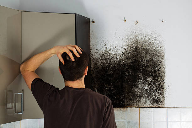 Best Residential Mold Removal  in Louisville, CO