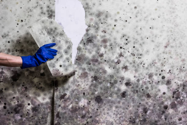 Best Crawl Space Mold Removal  in Louisville, CO