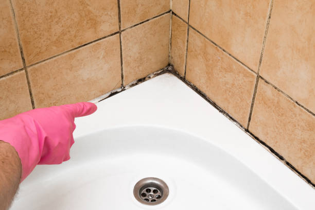 Mold Removal Process in Louisville, CO